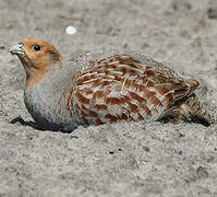 Grey Partridge