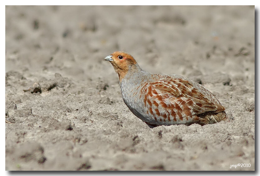 Grey Partridge