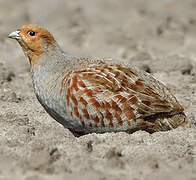 Grey Partridge