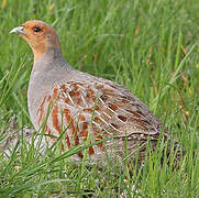 Grey Partridge