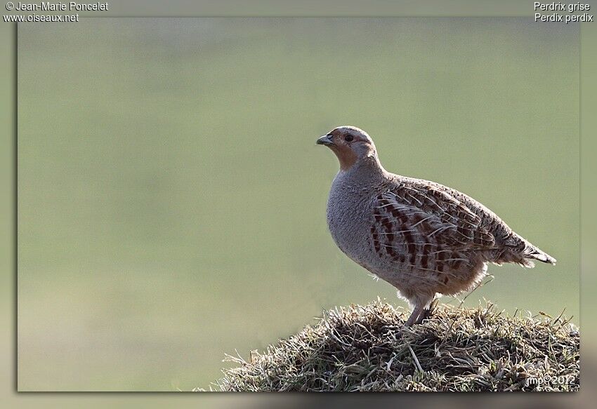 Grey Partridge