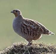 Grey Partridge