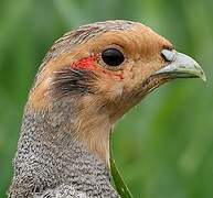 Grey Partridge