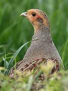 Grey Partridge