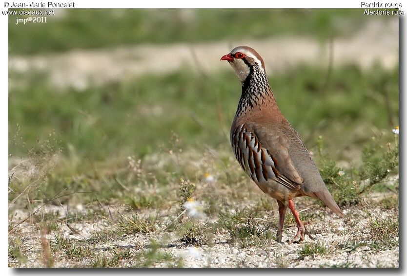 Red-legged Partridge