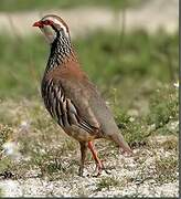 Red-legged Partridge