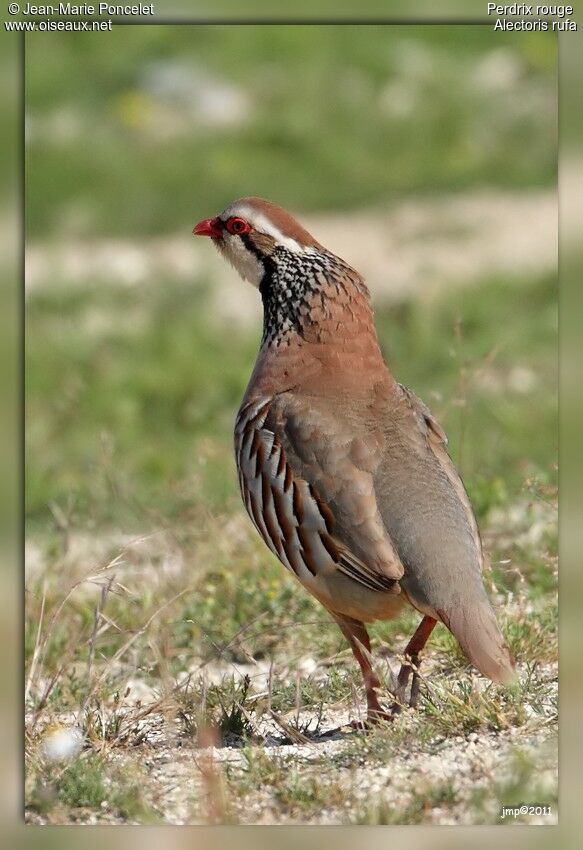 Red-legged Partridge