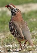 Red-legged Partridge