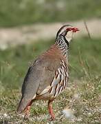 Red-legged Partridge