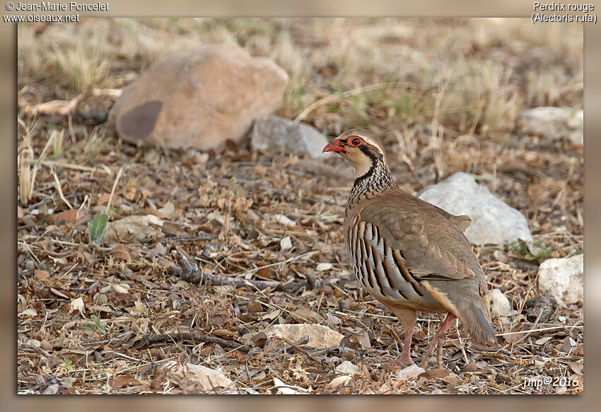 Red-legged Partridge