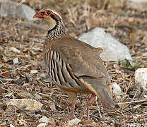 Red-legged Partridge