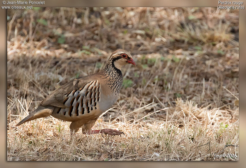 Red-legged Partridge