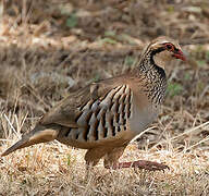 Red-legged Partridge