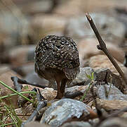 Red-legged Partridge