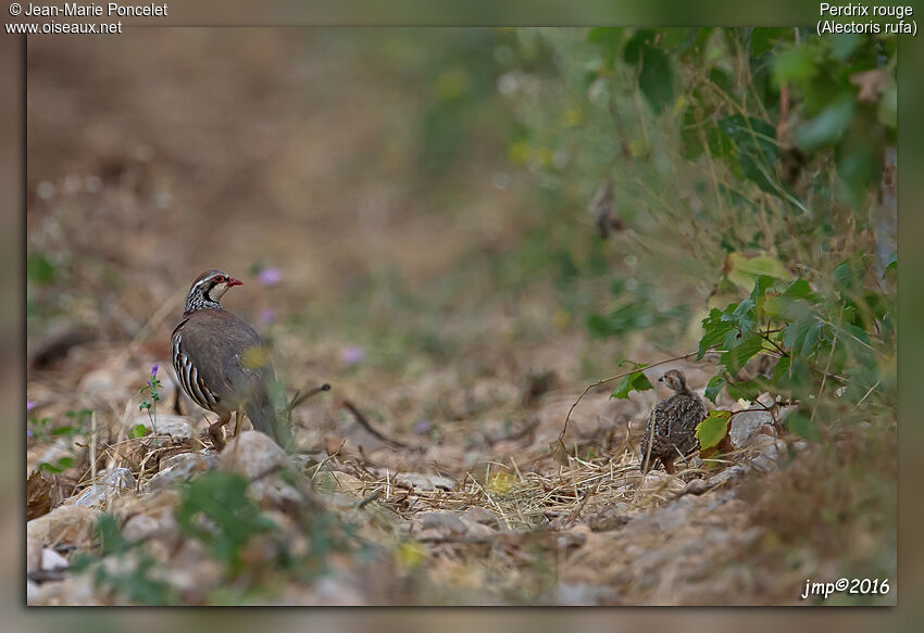 Red-legged Partridge