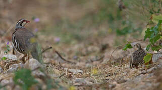 Red-legged Partridge