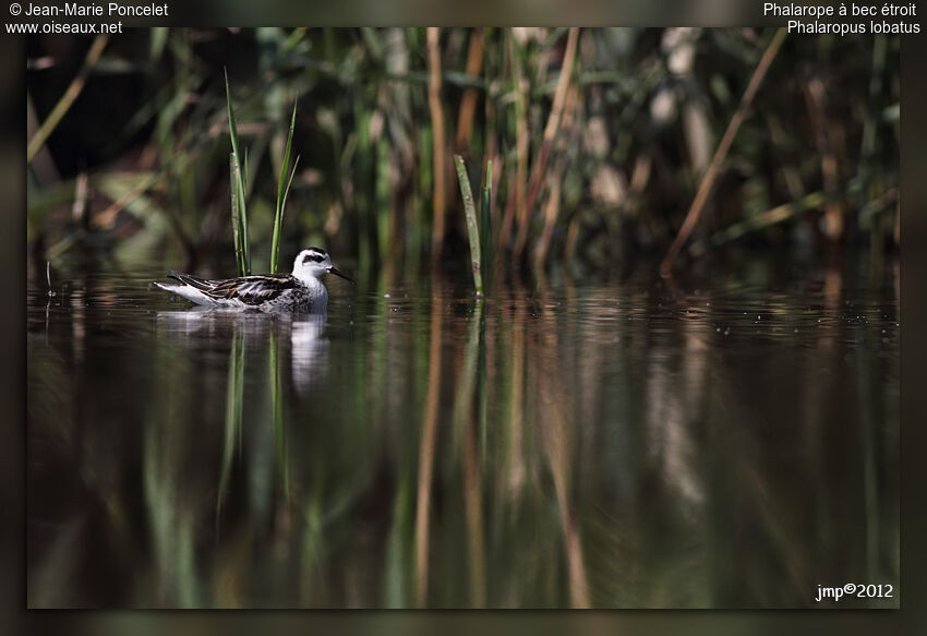 Phalarope à bec étroit