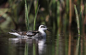 Phalarope à bec étroit