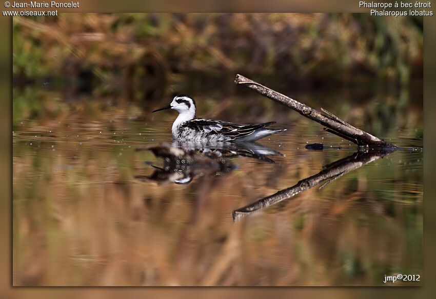 Red-necked Phalarope