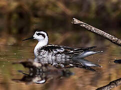 Red-necked Phalarope