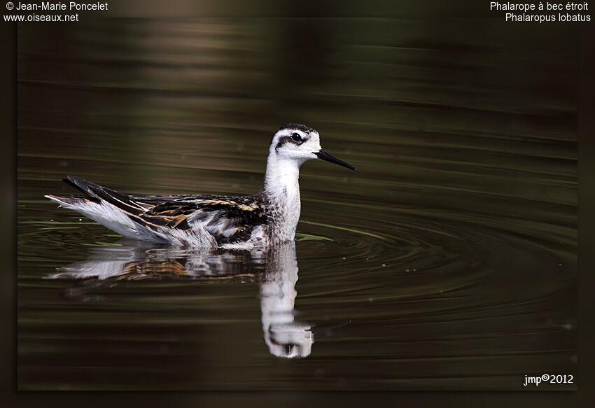 Phalarope à bec étroit