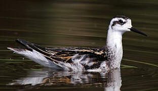 Red-necked Phalarope