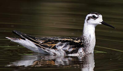 Phalarope à bec étroit