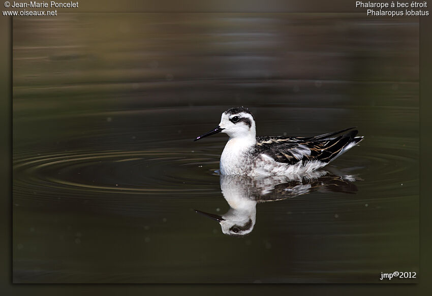 Red-necked Phalarope