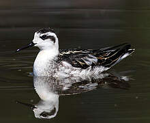 Red-necked Phalarope