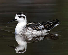 Phalarope à bec étroit