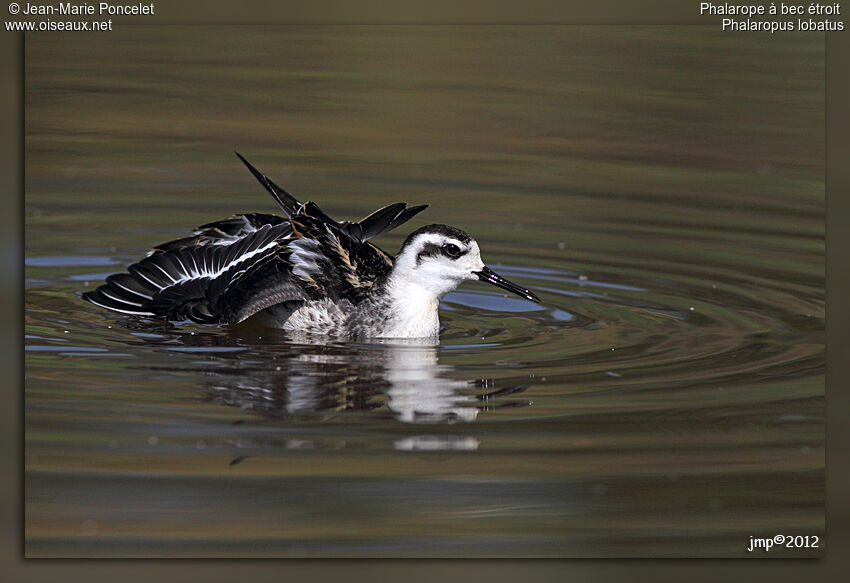 Phalarope à bec étroit