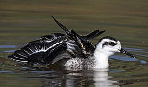 Red-necked Phalarope