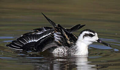 Phalarope à bec étroit