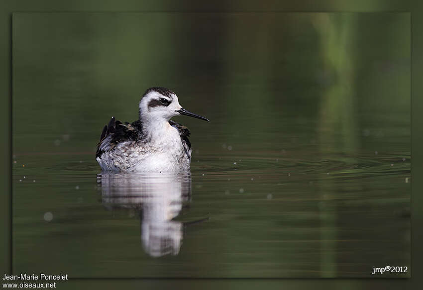 Red-necked PhalaropeFirst year, close-up portrait