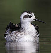 Phalarope à bec étroit