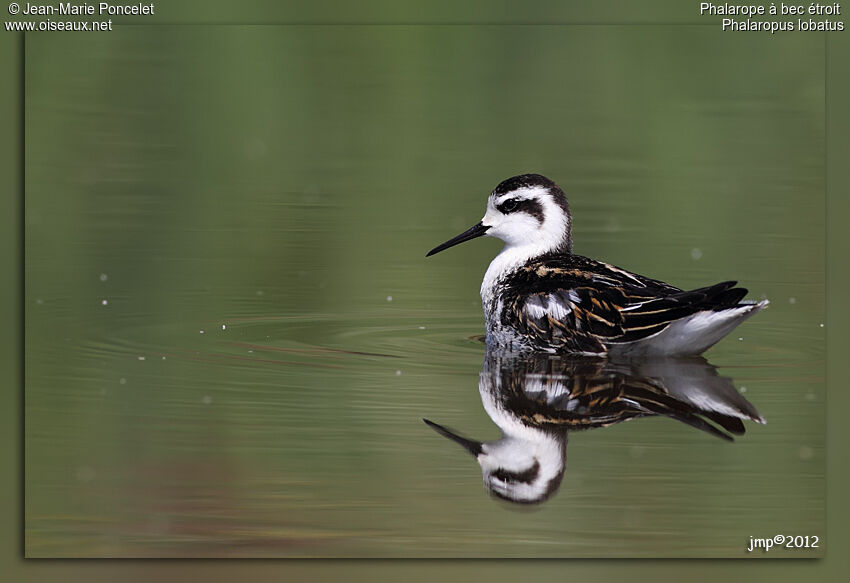 Red-necked Phalarope