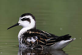 Phalarope à bec étroit