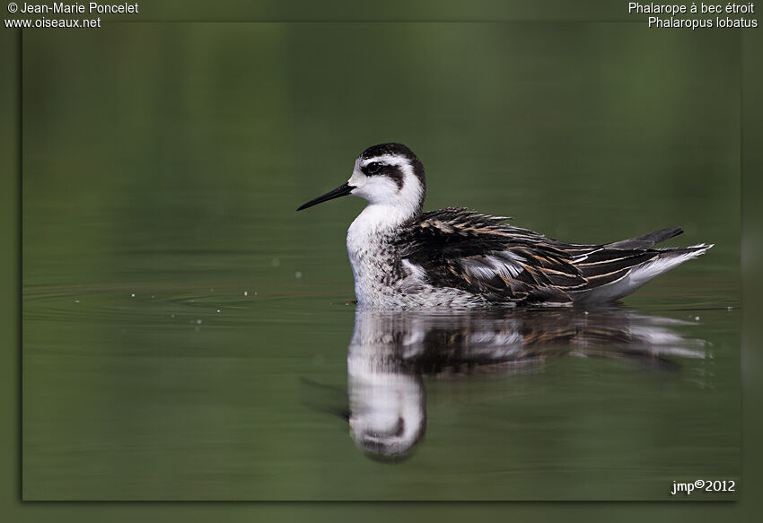 Phalarope à bec étroit