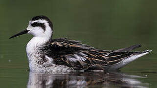 Phalarope à bec étroit