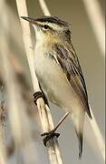 Sedge Warbler