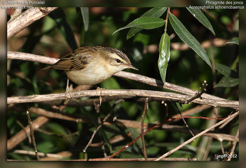 Sedge Warbler