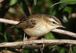 Sedge Warbler