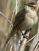 Sedge Warbler