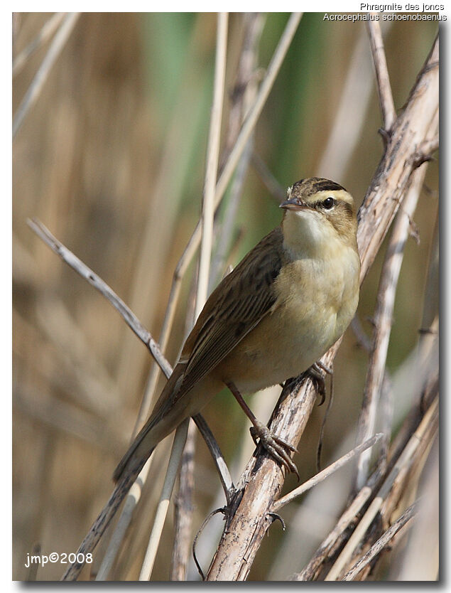 Sedge Warbler