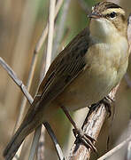 Sedge Warbler