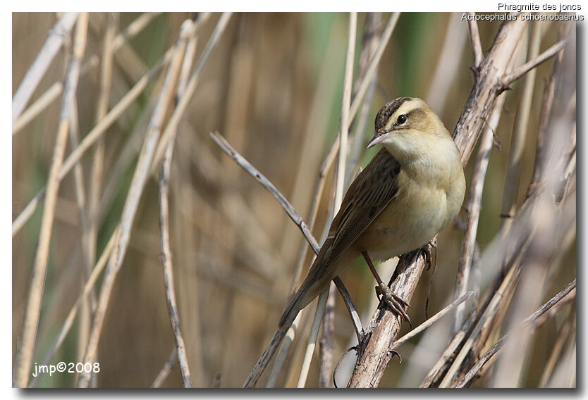 Sedge Warbler