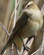 Sedge Warbler