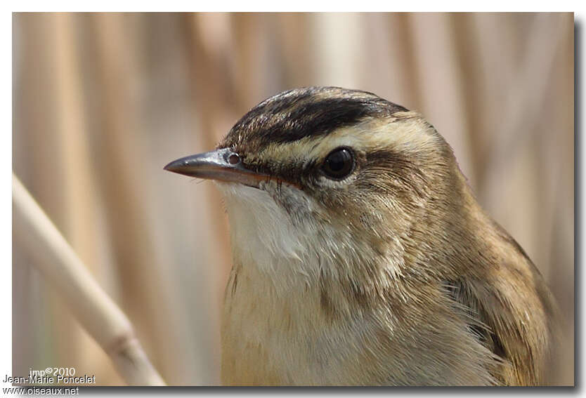 Sedge Warbleradult, close-up portrait