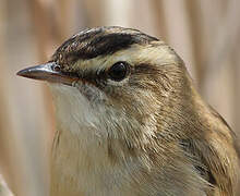 Sedge Warbler