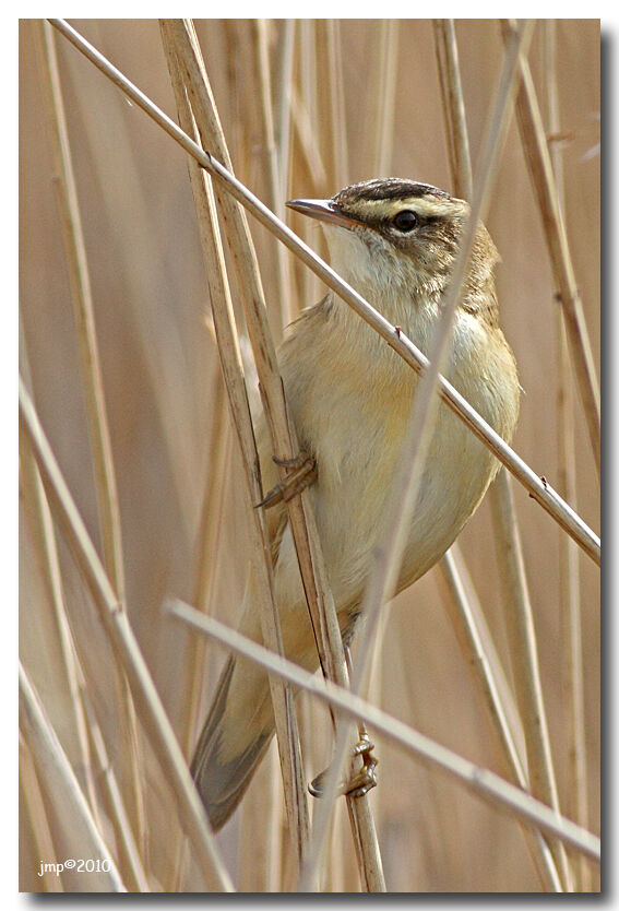 Sedge Warbler